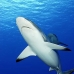 shark_greyreef_ver_v_0013_yap4428.jpg